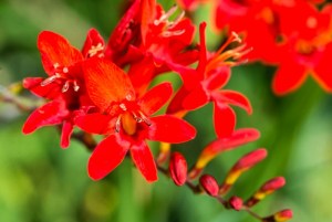 Montbretia ´Lucifer´